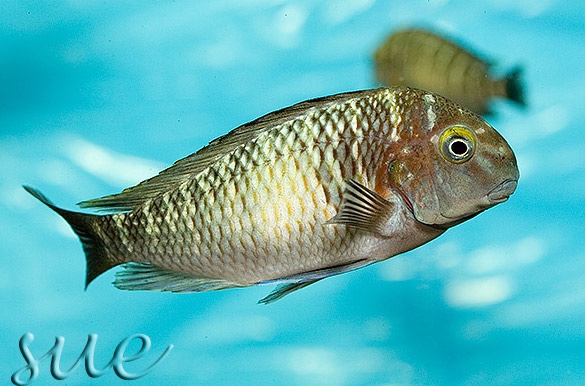 Tropheus sp. 'limespot' Zongwe